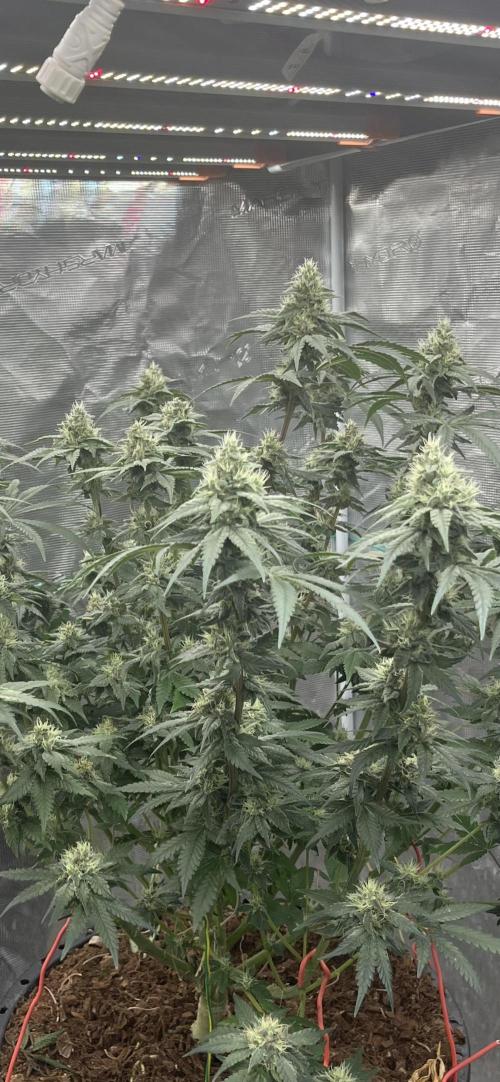 Permanent Bluez IZI Seeds Grow contest. Week 8