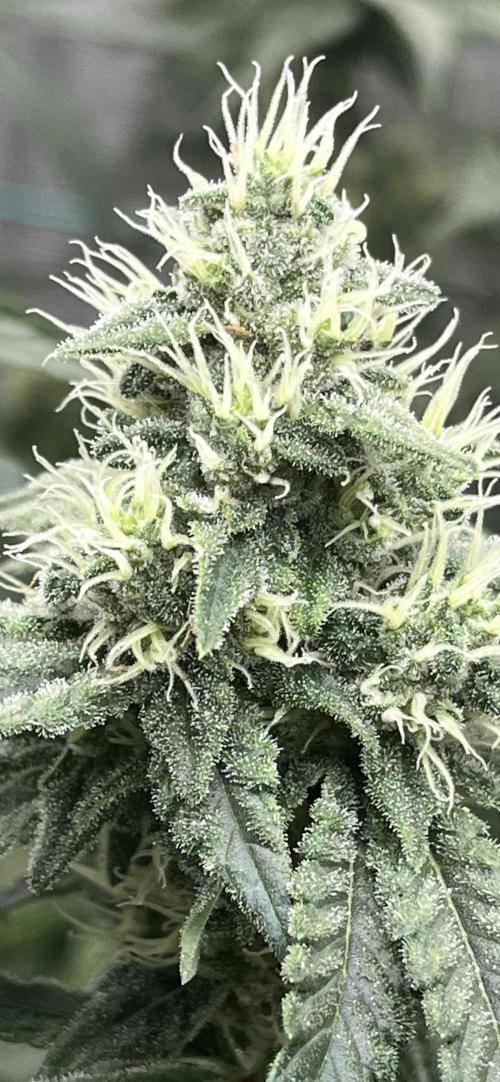 Permanent Bluez IZI Seeds Grow contest. Week 8