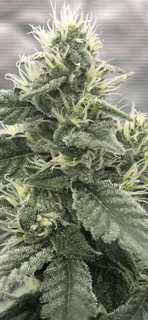 Permanent Bluez IZI Seeds Grow contest. Week 8