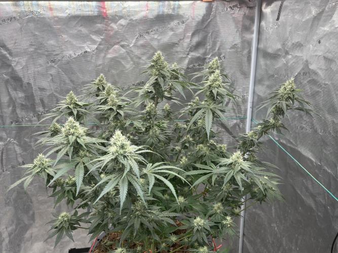 Permanent Bluez IZI Seeds Grow contest. Week 8