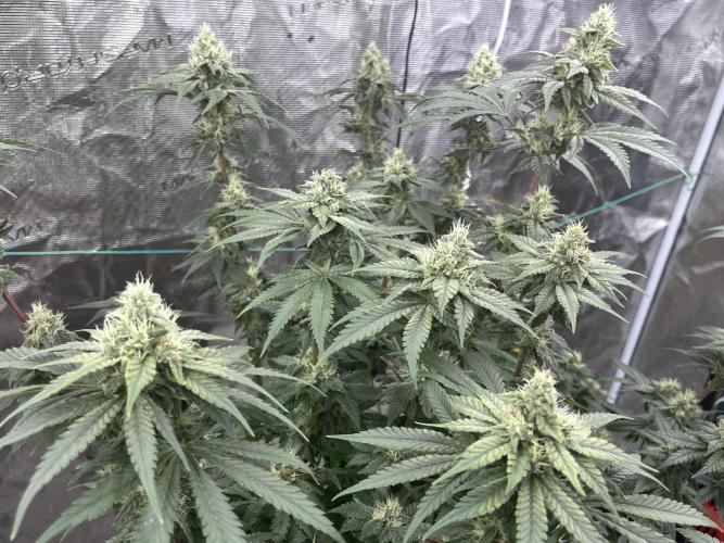 Permanent Bluez IZI Seeds Grow contest. Week 8