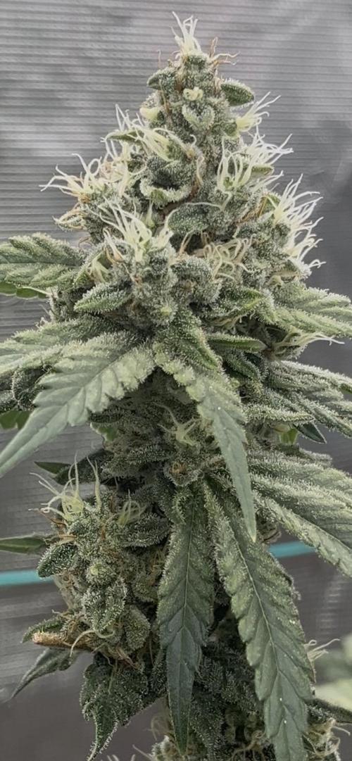 Permanent Bluez IZI Seeds Grow contest. Week 9