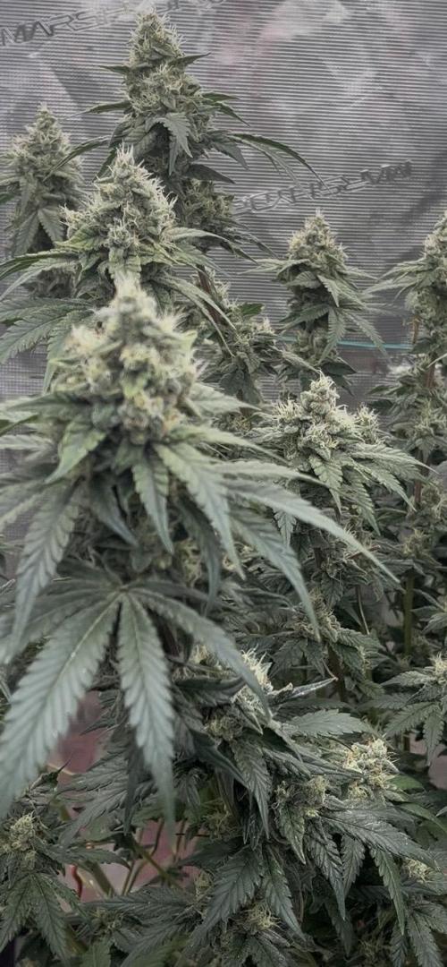 Permanent Bluez IZI Seeds Grow contest. Week 9