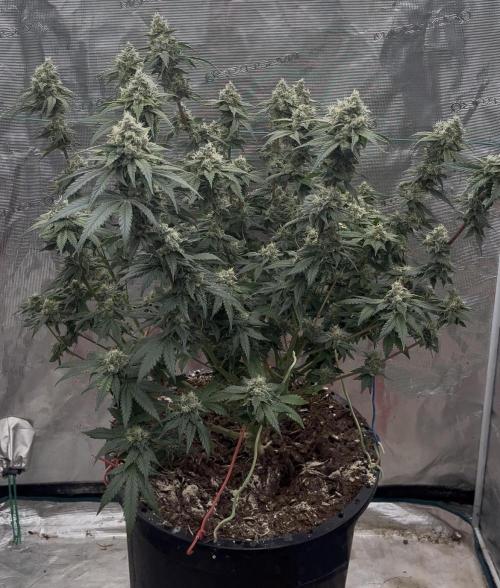 Permanent Bluez IZI Seeds Grow contest. Week 9