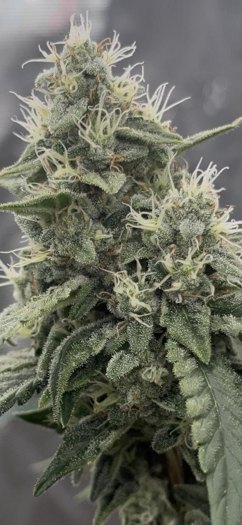 Permanent Bluez IZI Seeds Grow contest. Week 9