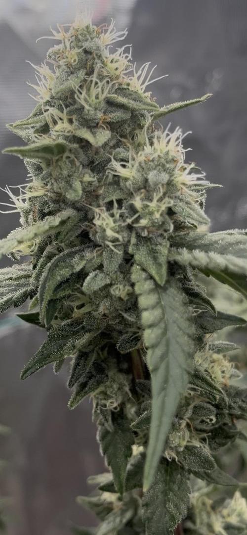 Permanent Bluez IZI Seeds Grow contest. Week 9