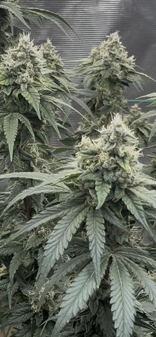 Permanent Bluez IZI Seeds Grow contest. Week 9