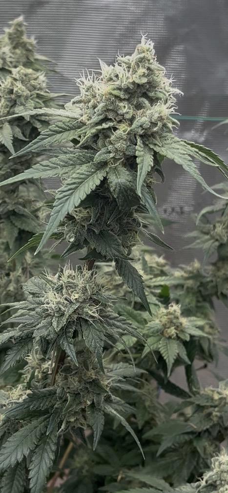 Permanent Bluez IZI Seeds Grow contest. Week 9