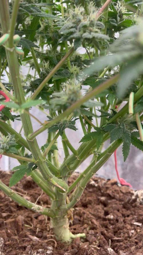 Permanent Bluez IZI Seeds Grow contest