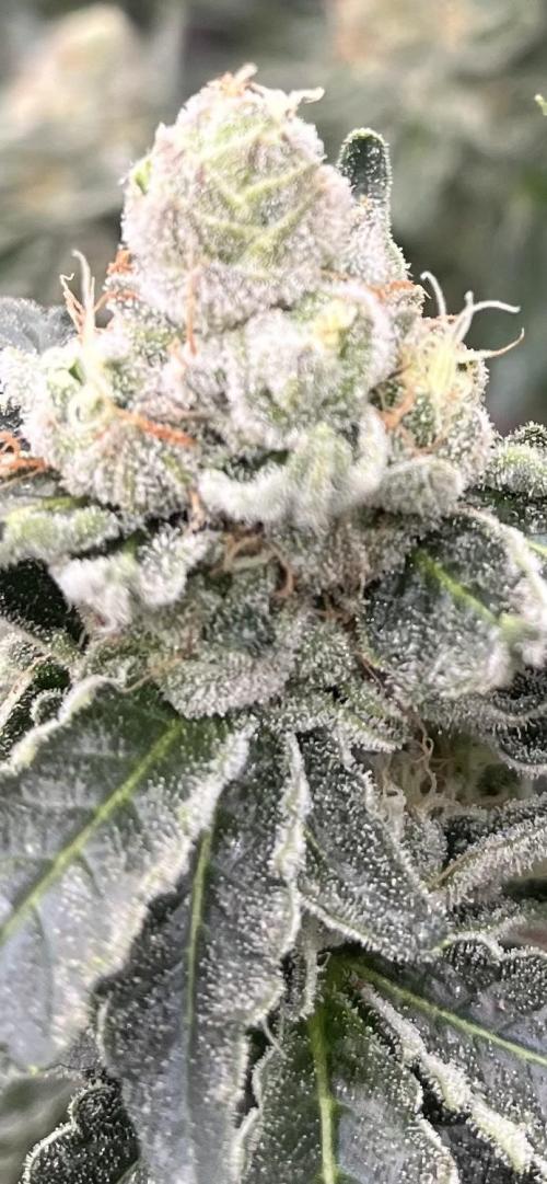 Biscotti Vanilla. Week 5