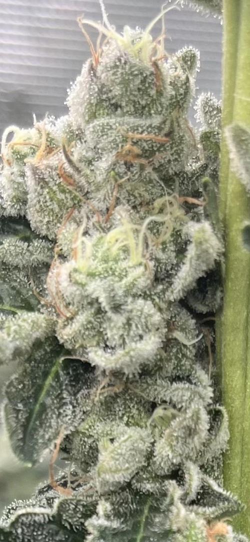 Biscotti Vanilla. Week 5