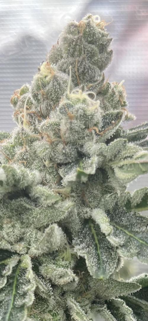 Biscotti Vanilla. Week 5