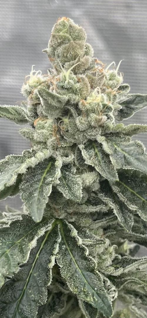 Biscotti Vanilla. Week 5