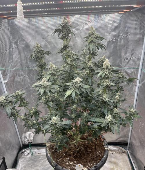 Biscotti Vanilla. Week 5