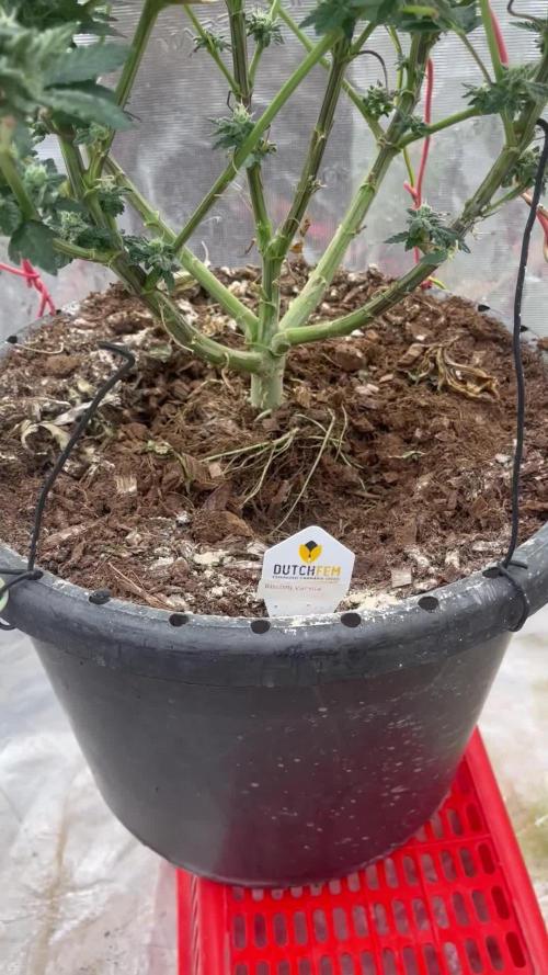 Biscotti Vanilla