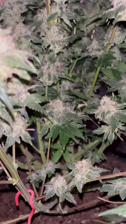 Permanent Bluez IZI Seeds Grow contest