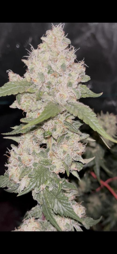 Permanent Bluez IZI Seeds Grow contest. Week 10