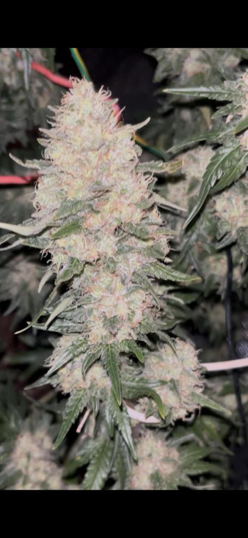 Permanent Bluez IZI Seeds Grow contest. Week 10