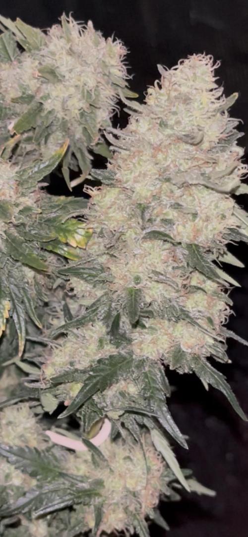 Permanent Bluez IZI Seeds Grow contest. Week 10