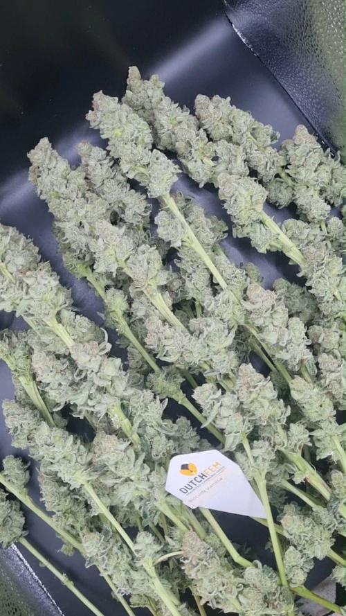 Biscotti Vanilla. Week 6