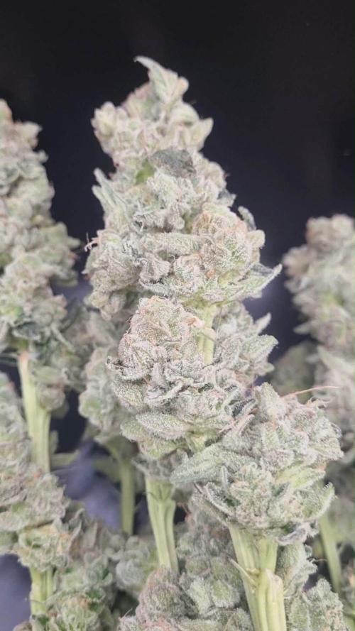 Biscotti Vanilla. Week 6