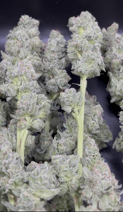 Biscotti Vanilla. Week 6