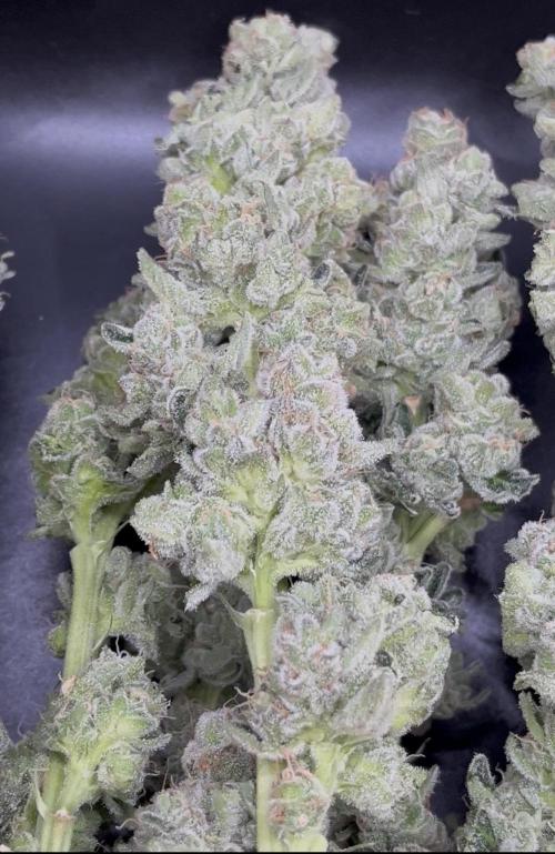 Biscotti Vanilla. Week 6