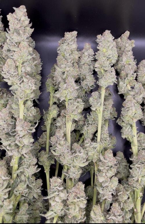 Biscotti Vanilla. Week 6