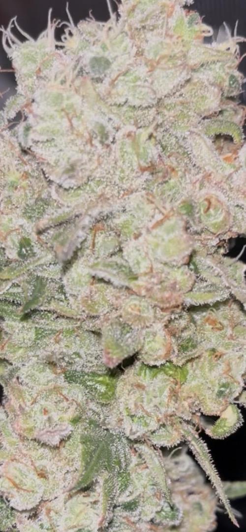 Permanent Bluez IZI Seeds Grow contest. Week 11