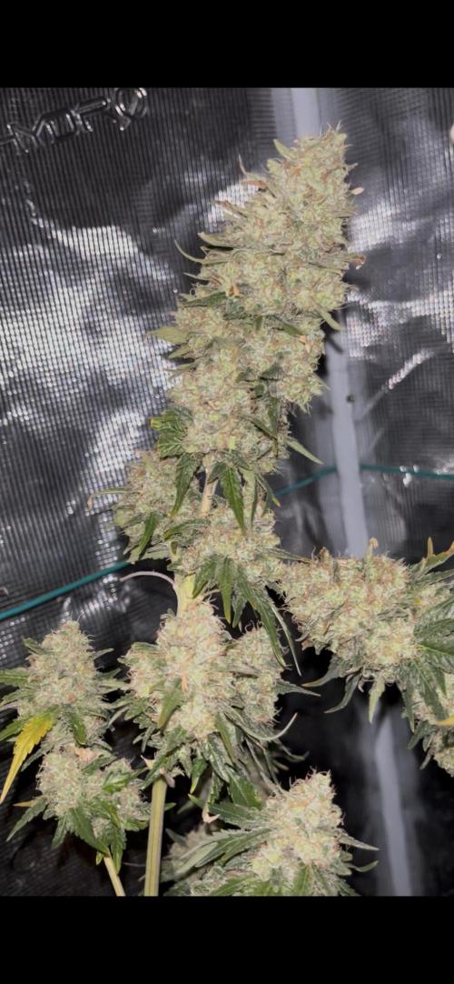 Permanent Bluez IZI Seeds Grow contest. Week 11