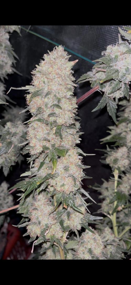 Permanent Bluez IZI Seeds Grow contest. Week 11