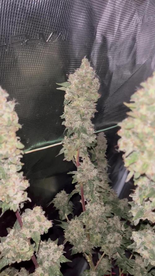 Permanent Bluez IZI Seeds Grow contest
