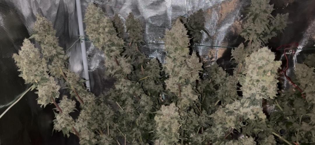 Permanent Bluez IZI Seeds Grow contest. Week 11