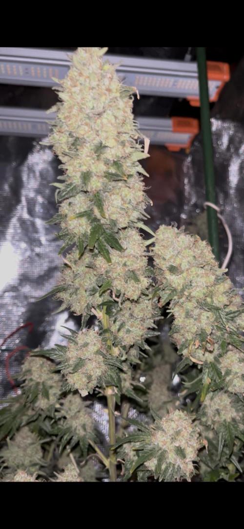 Permanent Bluez IZI Seeds Grow contest. Week 11
