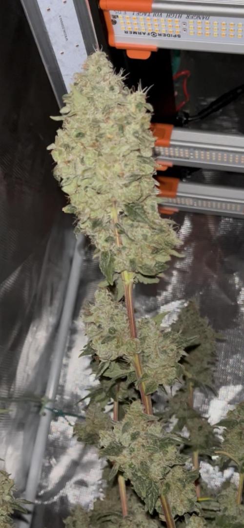 Permanent Bluez IZI Seeds Grow contest. Week 11