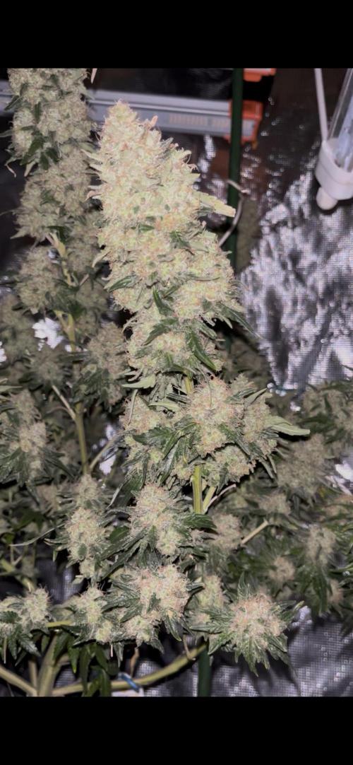 Permanent Bluez IZI Seeds Grow contest. Week 11