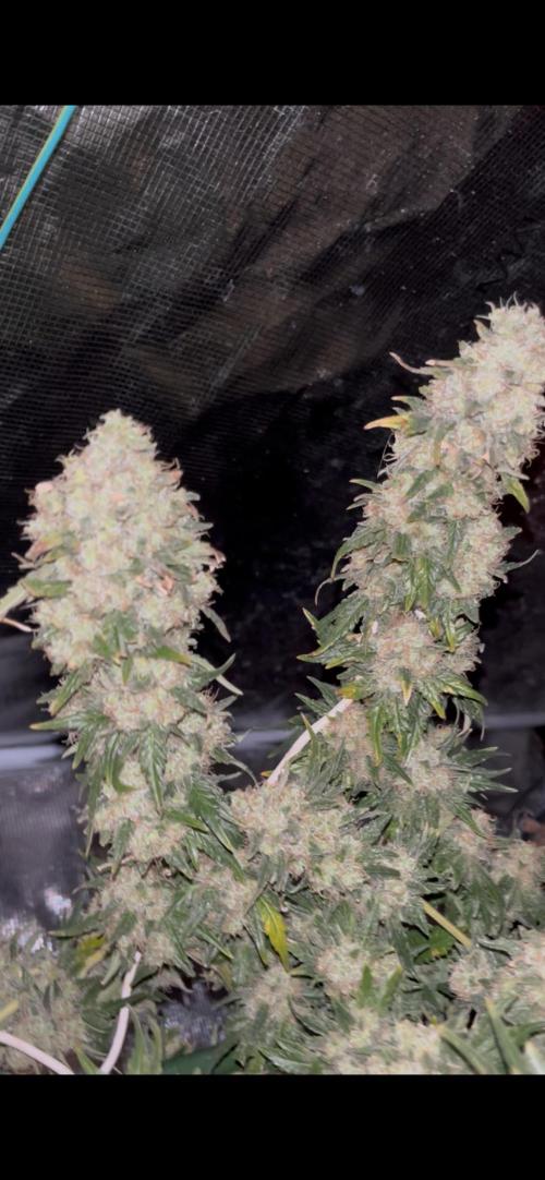 Permanent Bluez IZI Seeds Grow contest. Week 11