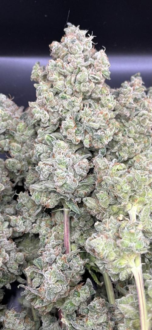 Permanent Bluez IZI Seeds Grow contest. Week 12