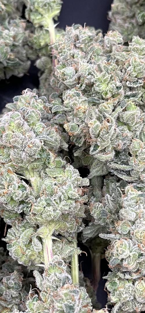 Permanent Bluez IZI Seeds Grow contest. Week 12