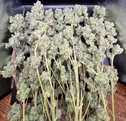 Permanent Bluez IZI Seeds Grow contest. Week 12