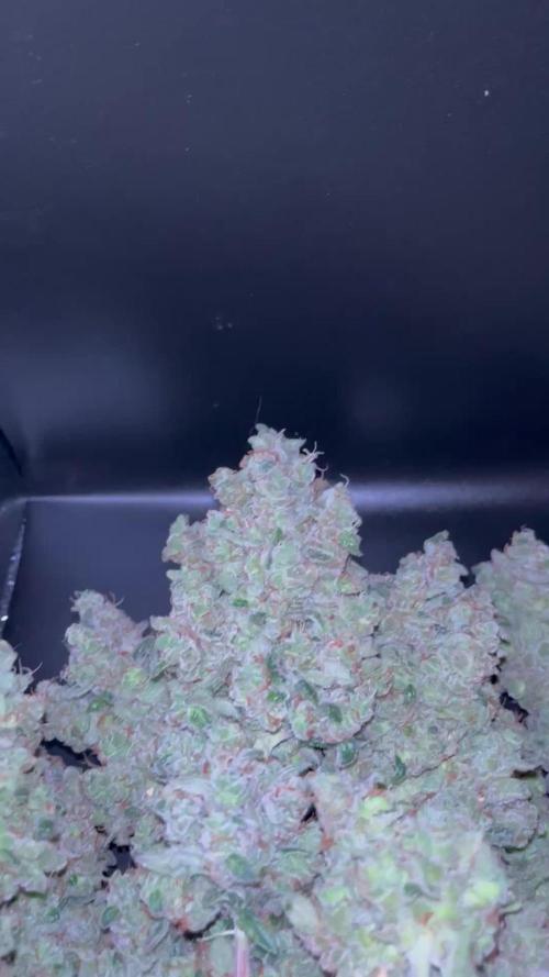 Permanent Bluez IZI Seeds Grow contest