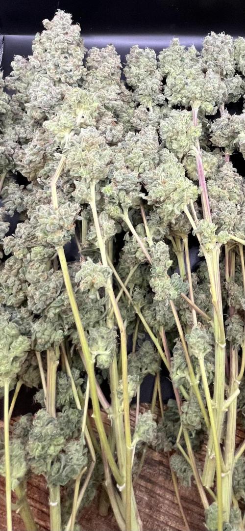 Permanent Bluez IZI Seeds Grow contest. Week 12