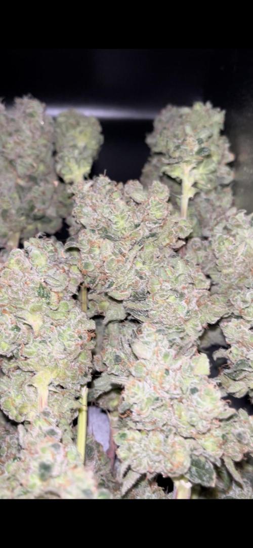 Permanent Bluez IZI Seeds Grow contest. Week 12