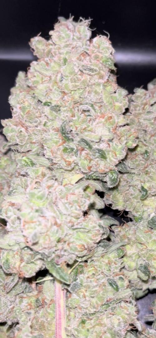 Permanent Bluez IZI Seeds Grow contest. Week 12