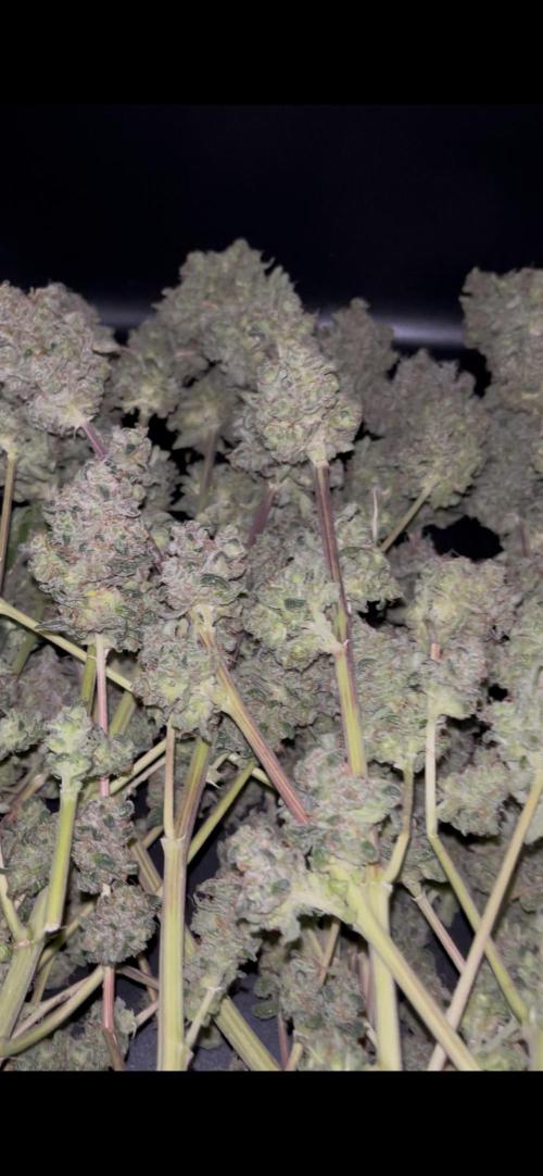 Permanent Bluez IZI Seeds Grow contest. Week 12