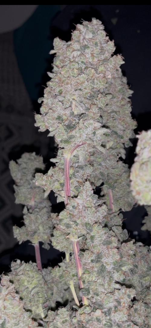 Permanent Bluez IZI Seeds Grow contest. Week 12