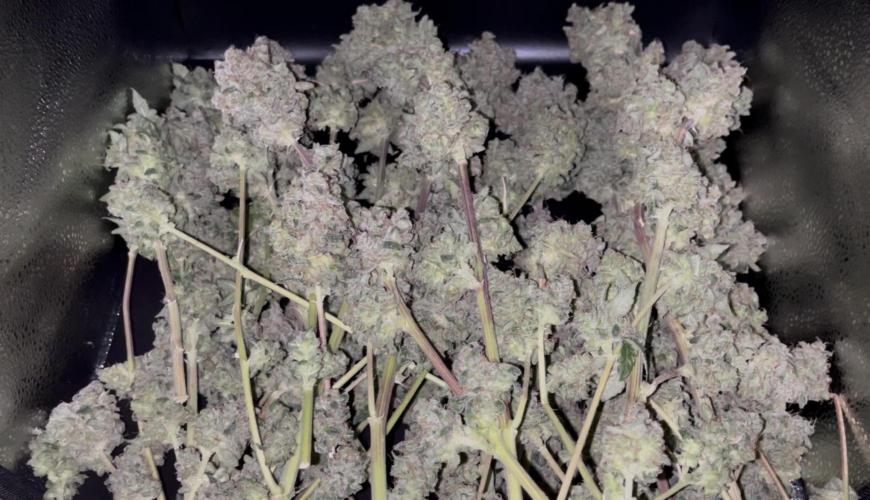 Permanent Bluez IZI Seeds Grow contest. Week 12