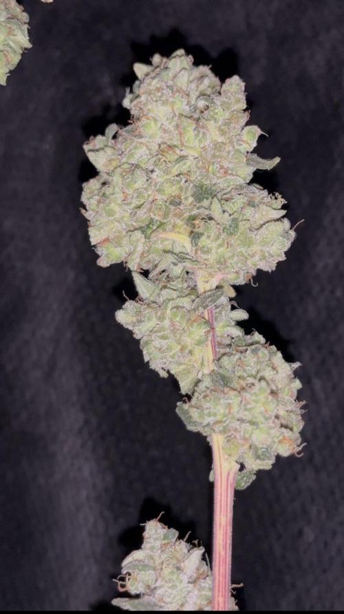 Permanent Bluez IZI Seeds Grow contest. Week 12