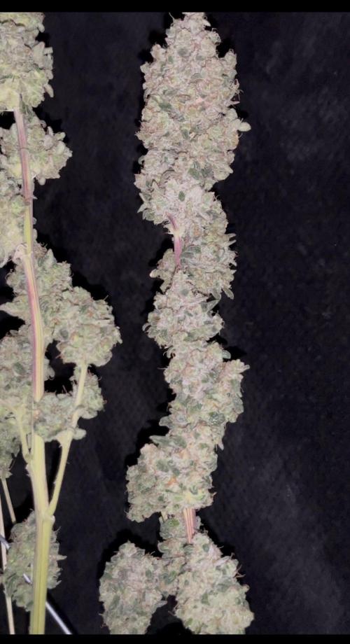 Permanent Bluez IZI Seeds Grow contest. Week 12
