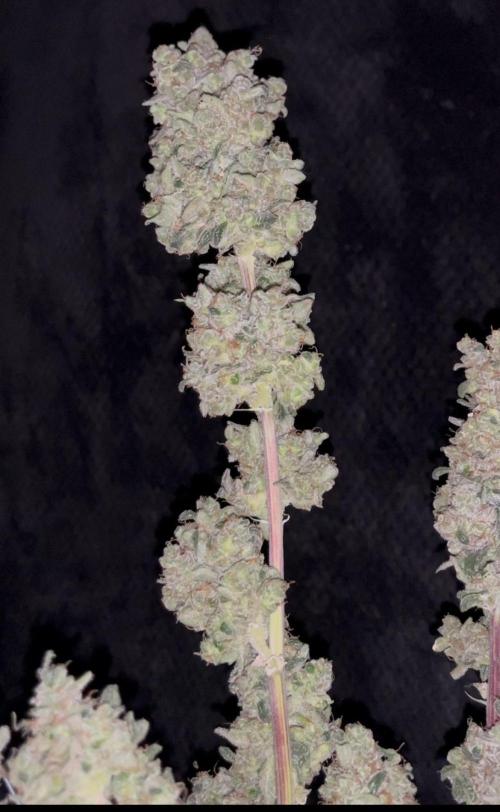 Permanent Bluez IZI Seeds Grow contest. Week 12